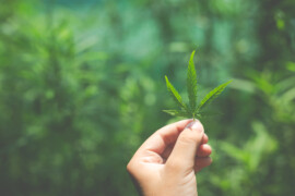 Consigli per coltivare la cannabis light