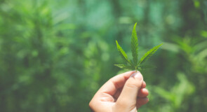 Consigli per coltivare la cannabis light
