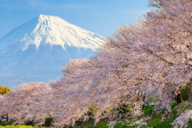 Hanami: Tradizione, Cultura e I Luoghi Imperdibili per i tuoi viaggi in Giappone