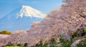 Hanami: Tradizione, Cultura e I Luoghi Imperdibili per i tuoi viaggi in Giappone