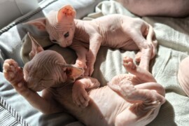 Alimentazione e Salute dei Gatti Sphynx: Tutto Ciò Che Devi Sapere