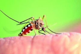 Perché acquistare un test per il West Nile può fare la differenza