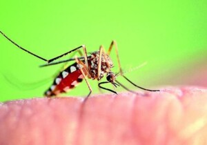 Perché acquistare un test per il West Nile può fare la differenza