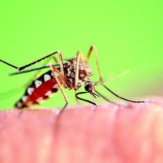 Perché acquistare un test per il West Nile può fare la differenza