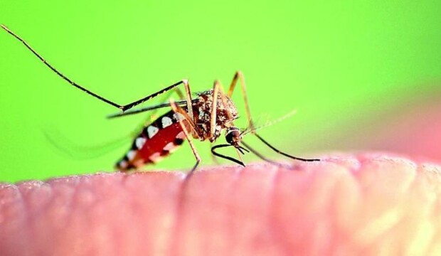 Perché acquistare un test per il West Nile può fare la differenza
